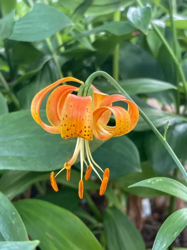 Orange lily flower with green leaves background.