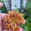 Hand holding a spotted orange flower.