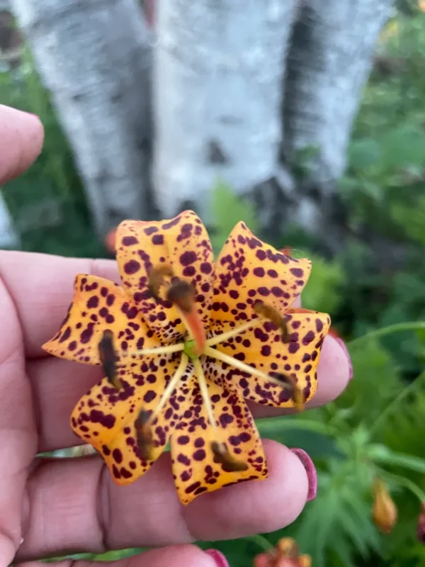 Hand holding a spotted orange flower.