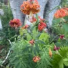 Orange lilies in garden with green ferns.