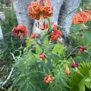 Orange lilies in garden with green ferns.