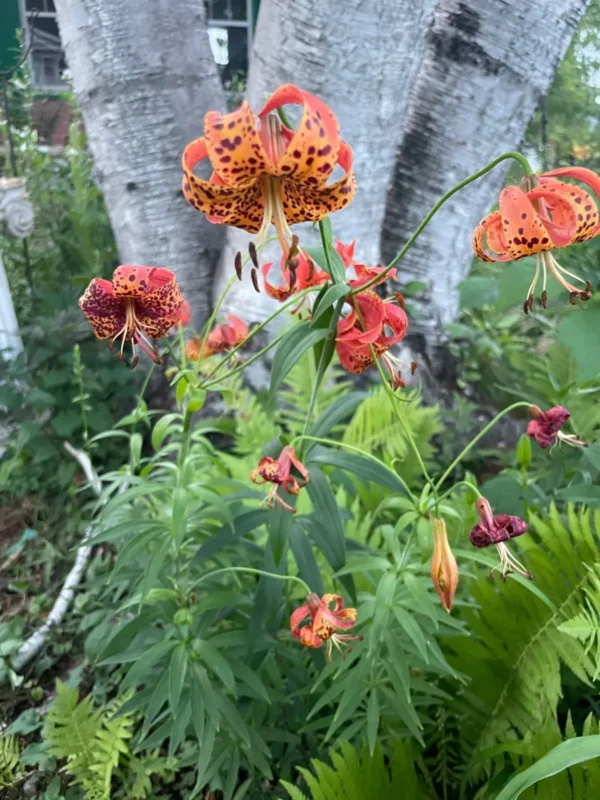 Orange lilies in garden with green ferns.