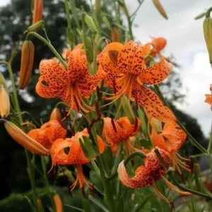 Orange tiger lilies with spotted petals blooming.