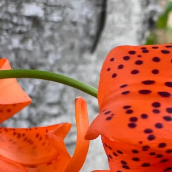 Orange flower with black spots close-up.