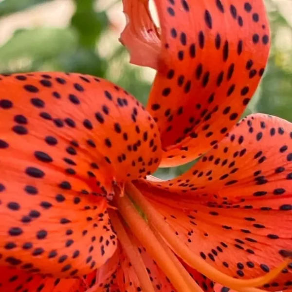 Orange tiger lily with black spots.