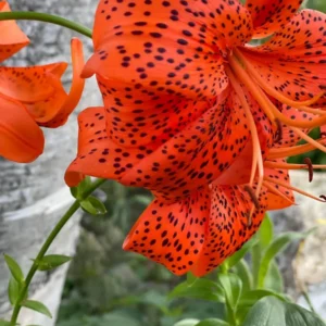 Orange tiger lily with black spots blooming.