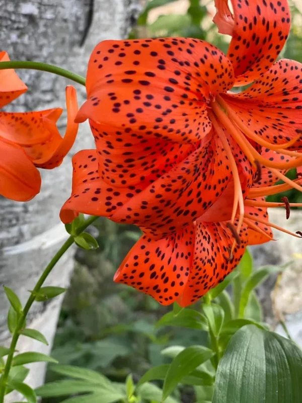 Orange tiger lily with black spots blooming.