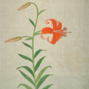 Illustration of an orange lily flower.