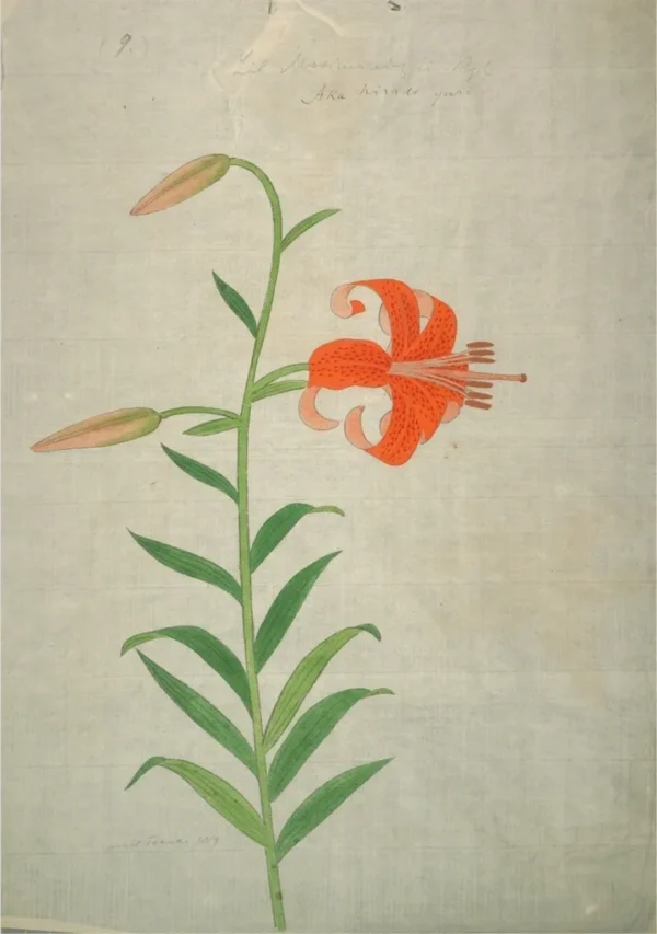 Illustration of an orange lily flower.