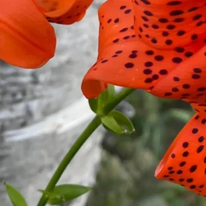 Orange flower with black spots, green stem.