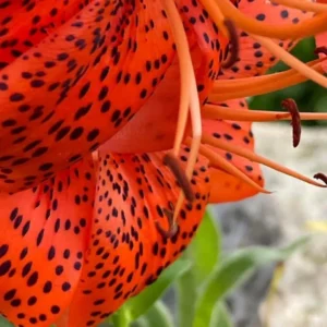 Close-up of an orange tiger lily flower.