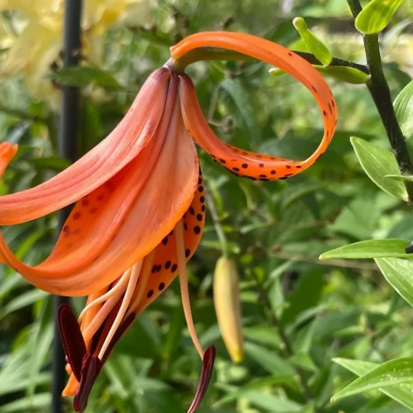 Close-up orange tiger lily with spotted petals