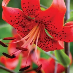 Close-up of a red spotted lily.