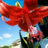Close-up of vibrant red lily flower.