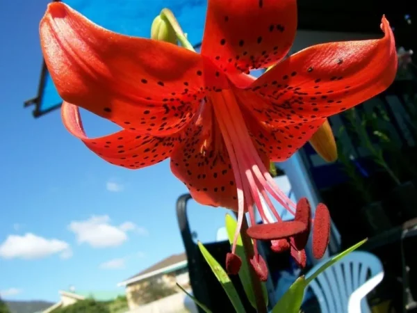 Close-up of vibrant red lily flower.