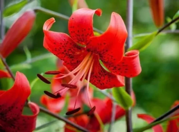 Red lily flower with green blurred background.