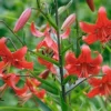 Red lilies with green leaves and buds.