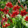 Cluster of vibrant red lilies with green foliage