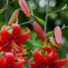 Red lilies blooming in a green garden.