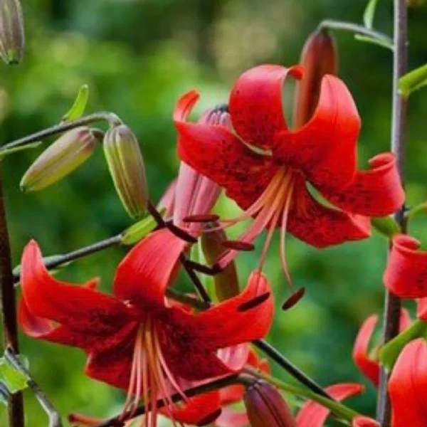 Red lilies blooming with green background.