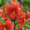 Bright orange lilies in full bloom.