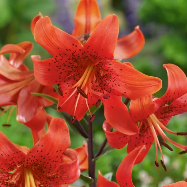 Bright orange lilies in full bloom.