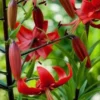 Red lilies blooming in a lush garden.