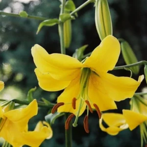 Yellow lilies with green buds in garden.