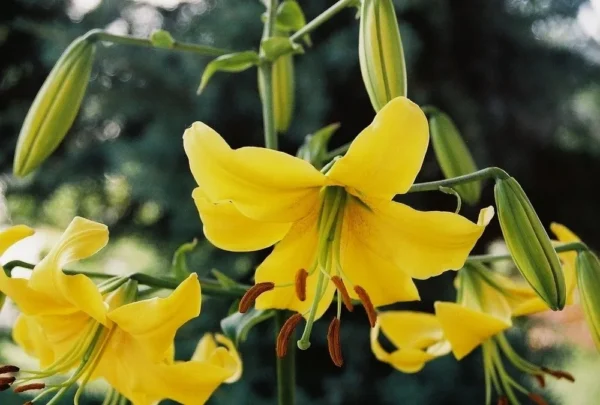 Yellow lilies with green buds in garden.
