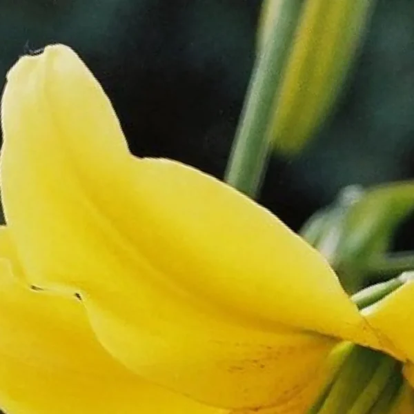 Curved golden petal against dark background