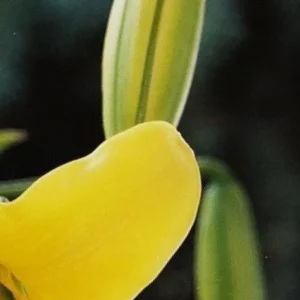 Close-up of a yellow flower petal.