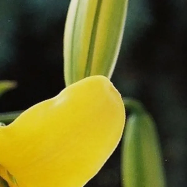 Close-up of a yellow flower petal.