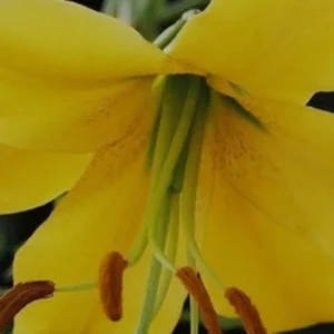 Yellow lily flower with prominent stamens.