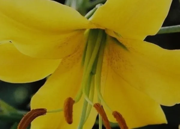 Yellow lily flower with prominent stamens.
