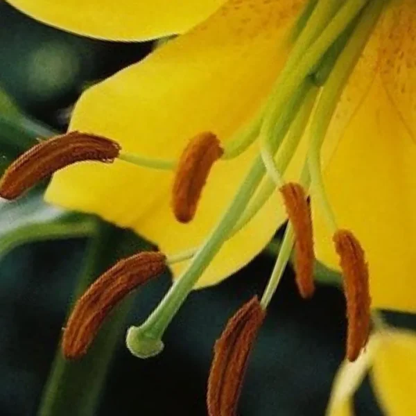 Close-up of a yellow flower's stamens.