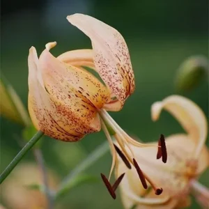 Orange lily flower with speckled petals, blooming.