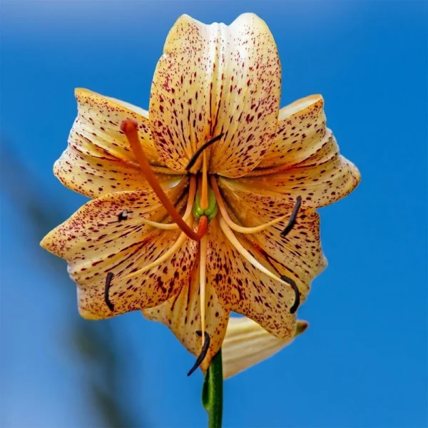 Speckled lily against a clear blue sky.