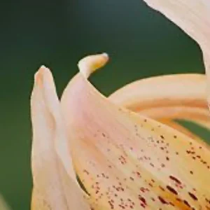 Close-up of a speckled orange lily.