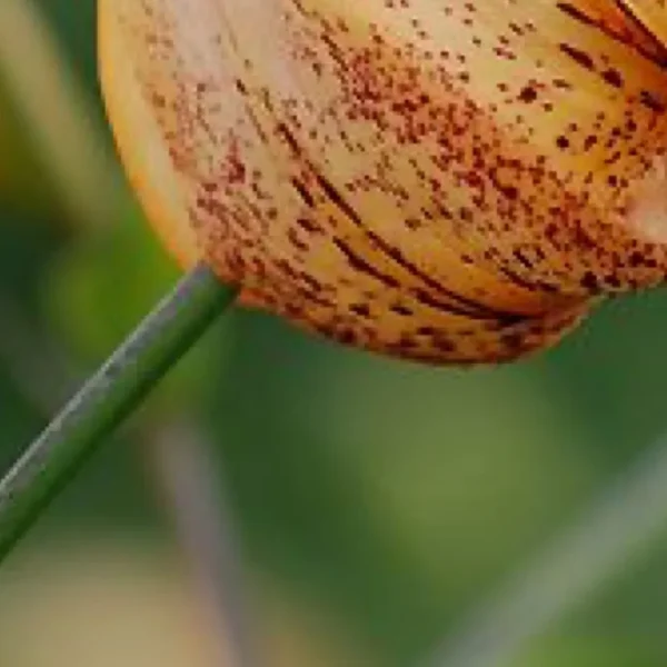 Snail on green stem with spotted shell.