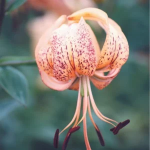 Speckled lily blossom with long stamens.