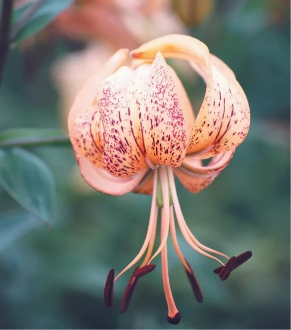Speckled lily blossom with long stamens.