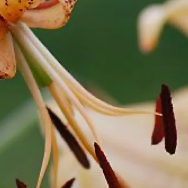 Close-up of a flower with stamens.