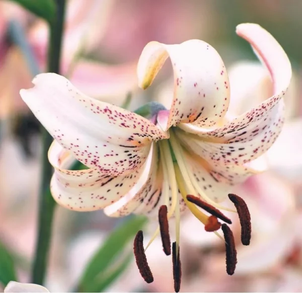 Speckled lily flower with curved petals.