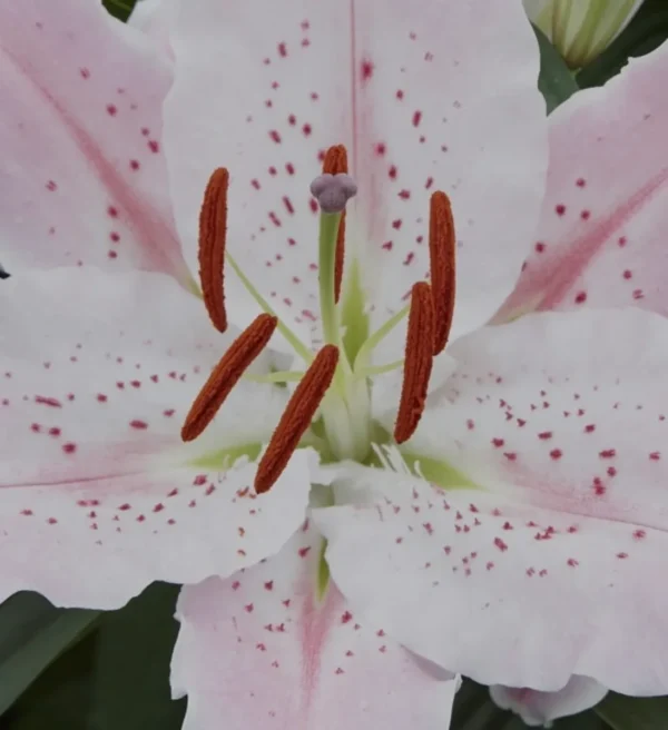 Close-up pink stargazer lily with orange anthers