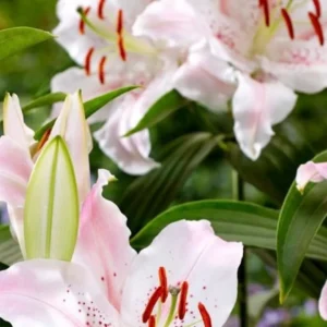 White lilies with green leaves in bloom.