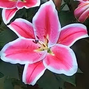 Close-up pink lily with white edges