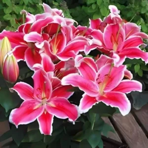 Cluster of pink lilies with white-edged petals