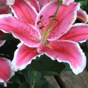 Vibrant pink stargazer lily bloom close-up