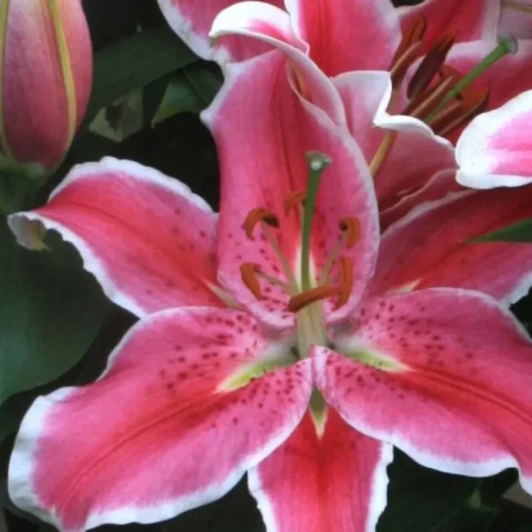 Pink lilies with green leaves behind.