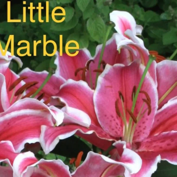 Pink lilies with "Little Marble" text